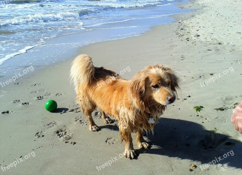 Dog Sport Water Wet Beach