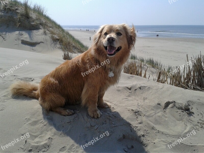 Dog Hybrid Animal Beach Dunes