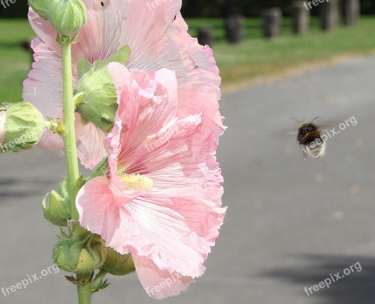 Hummel Summer Blossom Bloom Stock Rose