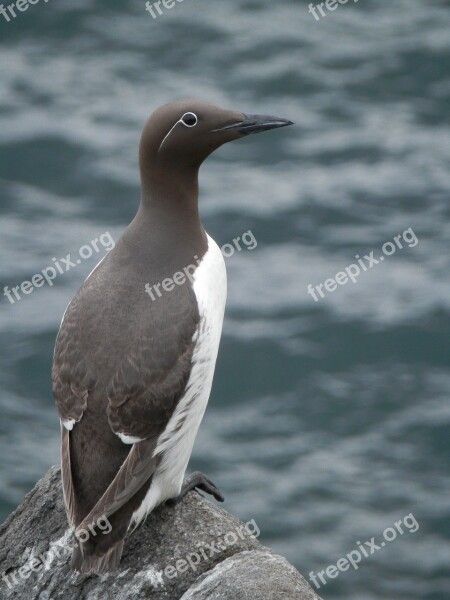 Sea Bird Bird Cliff Nature Animal