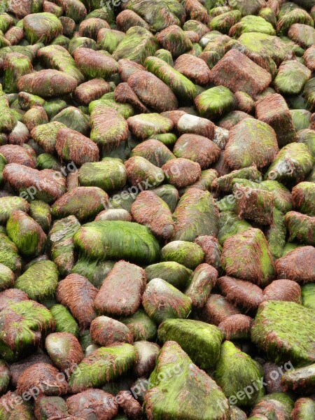 Rocks Seaweed Shore Stones Free Photos