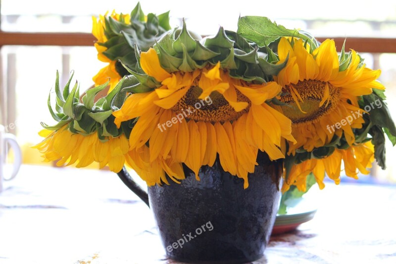 Sunflowers Flowers Yellow Summer Nature