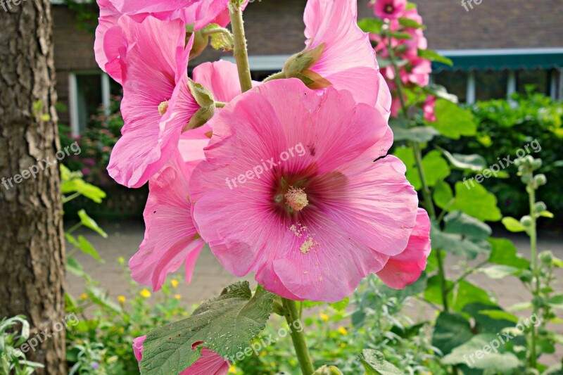 Hollyhock Flower Bloom Alcea Malvaceae