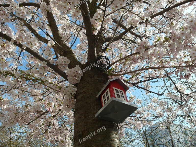 Tree Birdhouse Cherry Tree Nature Blossom