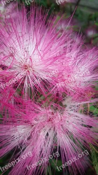 Flowers Rosa Pink Flower Spring Nature