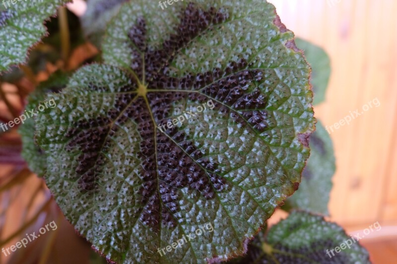 Plant Leaflet Indoor Plant Green Plants In Pots