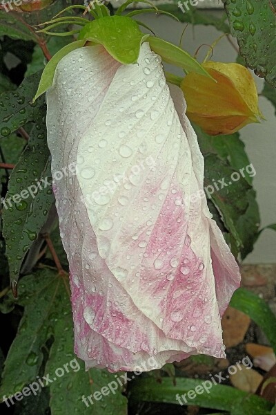 Giant Hibiscus Raindrop Hibiscus Rain Blossom