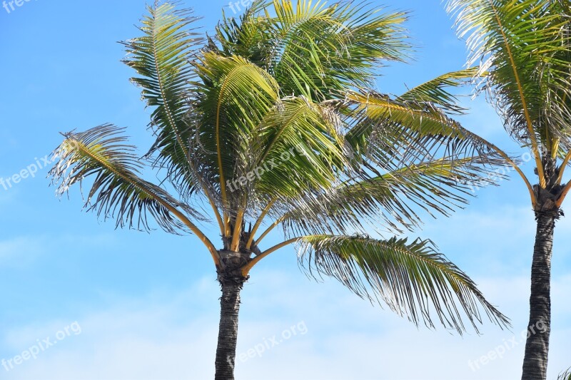 Palm Tree Tropical Palm Tree Vacation