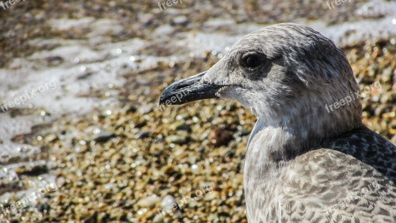 Seagull Grey Bird Gray Portrait