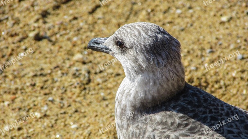 Seagull Grey Bird Gray Portrait