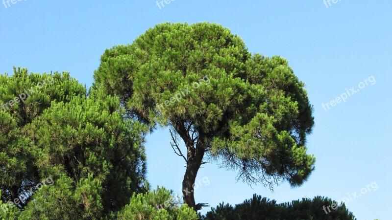 Pine Pine Forest Forest Nature Green