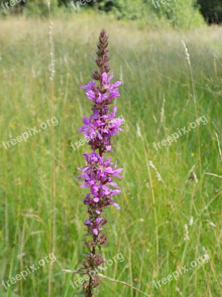 Wild Flower Purple High Grass Nature Free Photos