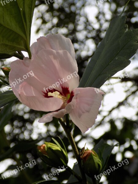 Hibiscus Mallow Pink Flower Free Photos