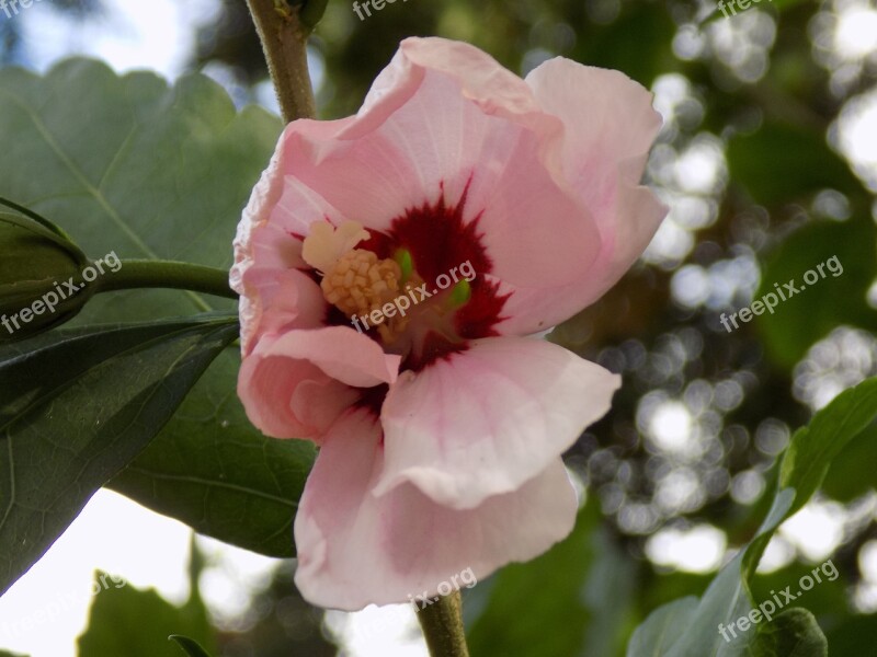 Hibiscus Mallow Pink Flower Free Photos