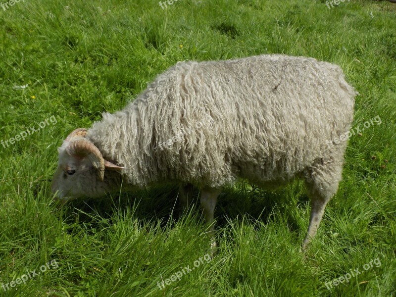 Heidschnucke Nordic Short Tail Sheep Sheep Pasture Free Photos