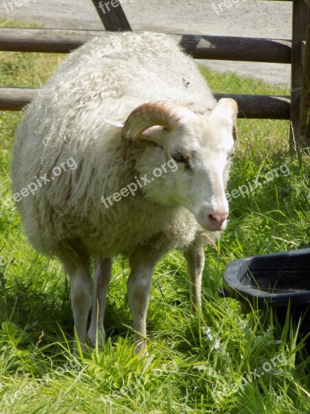 Heidschnucke Nordic Short Tail Sheep Sheep Pasture Free Photos