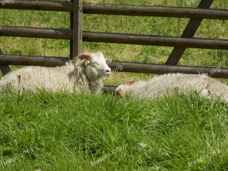 Heidschnucke Nordic Short Tail Sheep Sheep Pasture Free Photos