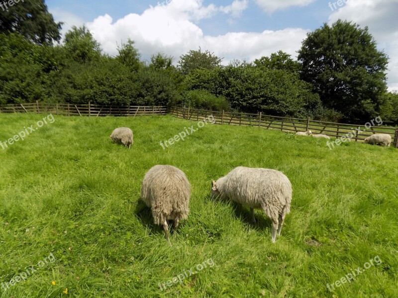 Heidschnucke Nordic Short Tail Sheep Sheep Pasture Free Photos