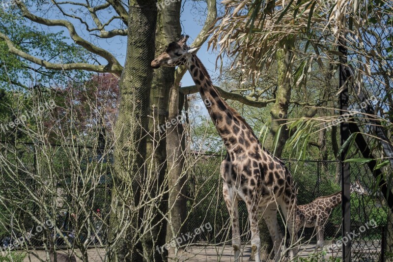 Giraffe Animals Zoo Nature Mammal