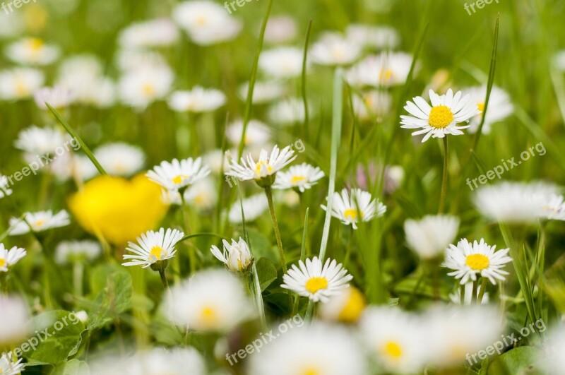 Daisies Spring May Picnic Poznan