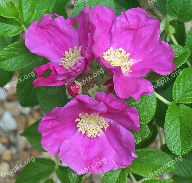 Rose Trio And A Bud Rose Rugosa Rose Flower Bud