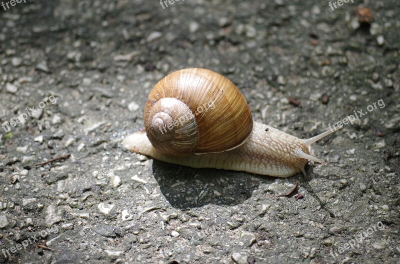 Snail Conch Slow Insects Slimy