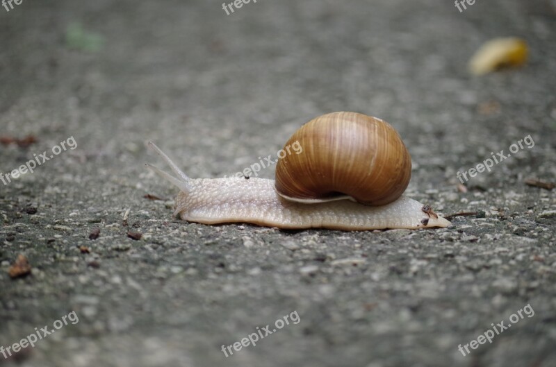 Snail Conch Slow Insects Slimy