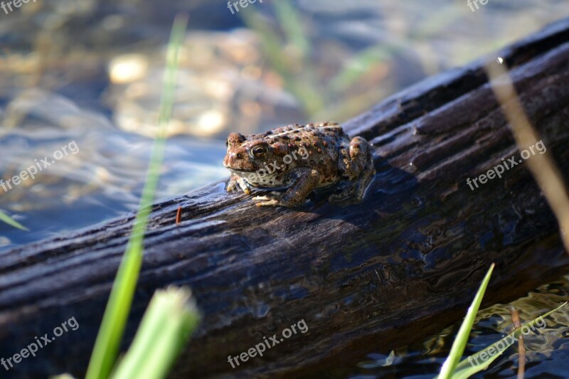 Frog Log Water Wild Reptile