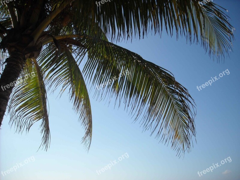 Island Palm Tree Jamaica Palm Beach