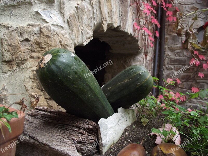 Pumpkins Zucchini Autumn Orchard November