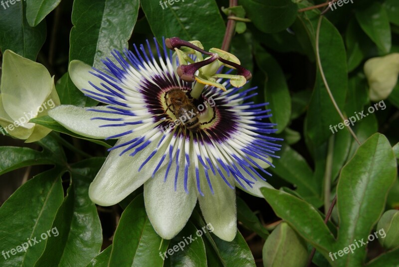 Passiflora Flower Bee Garden Nature