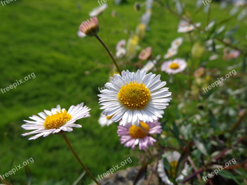 Flower White Yellow Nature White Flowers