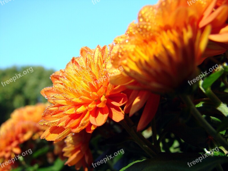 Chrysanthemum Flower Dew Asteraceae Orange