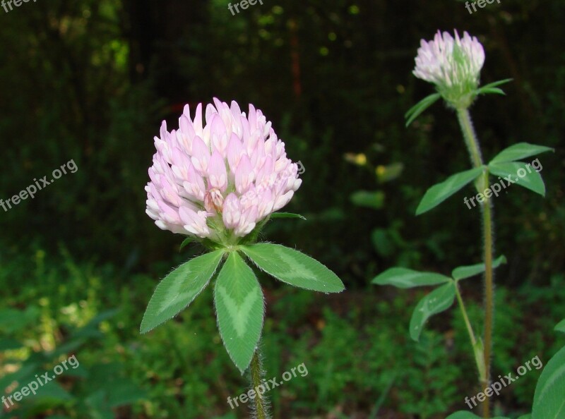 Clover Red Clover Fabaceae Trifolium Free Photos