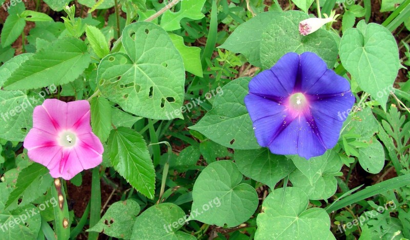 Morning Glory Flowers Colorful Leaves Convulvulaceae