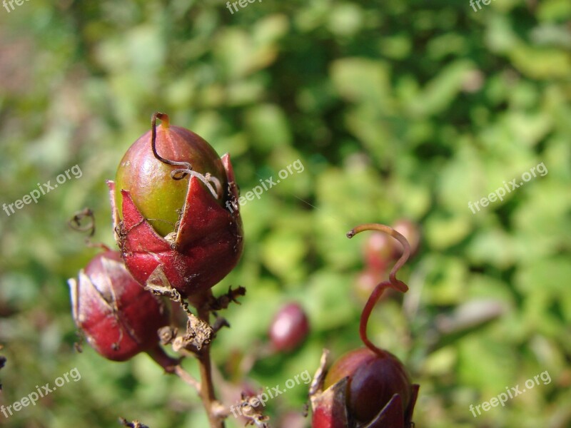 Crepe Myrtle Crape Myrtle Crape Crepe Fruit