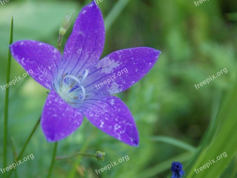 Flower Mov Petals Nature Summer