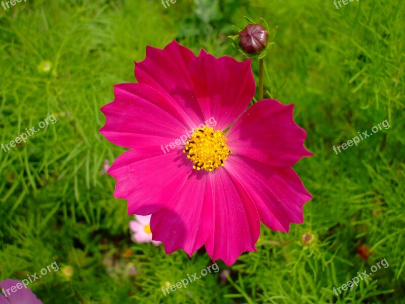 Cosmea Pink Flower Blossom Bloom Plant