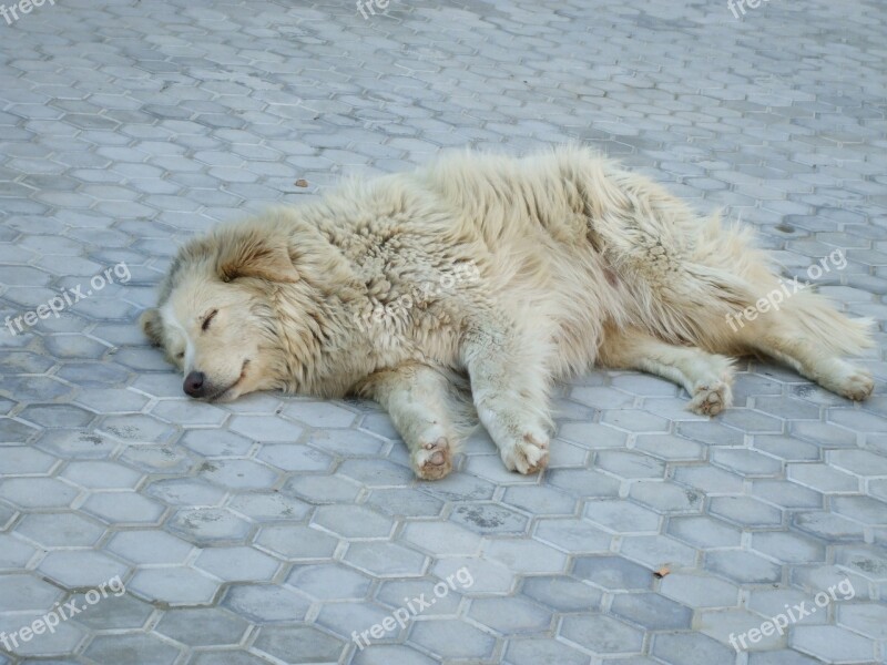 Stray Dog Sleeping Dog White Animal