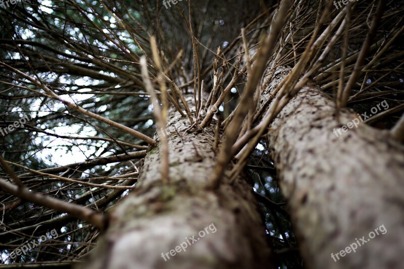 Tree Nature Branch Tree Branches Trunk