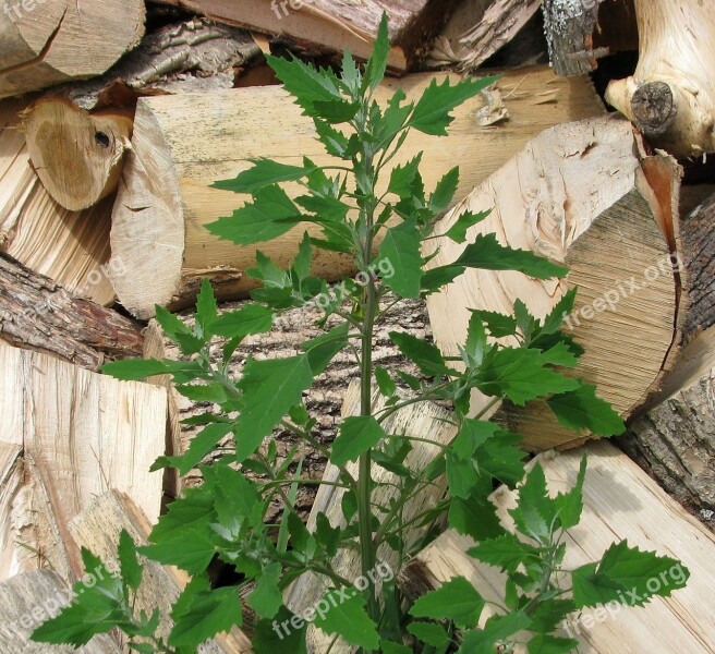 Lamb's Quarters Melde Pigweed Chenopodium Album Worldwide Edible Weed