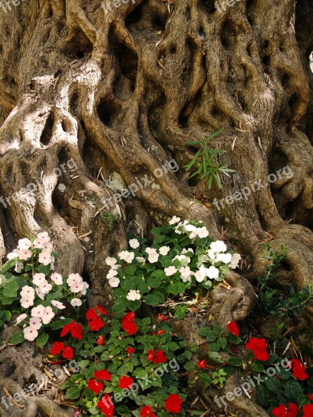 Wood Root Crust Flora Flowers