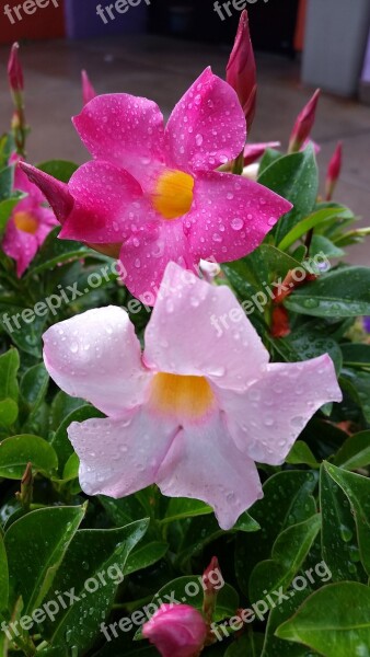 Mandevilla Flowers Pink Pale Pink Mandevilla Sanderi