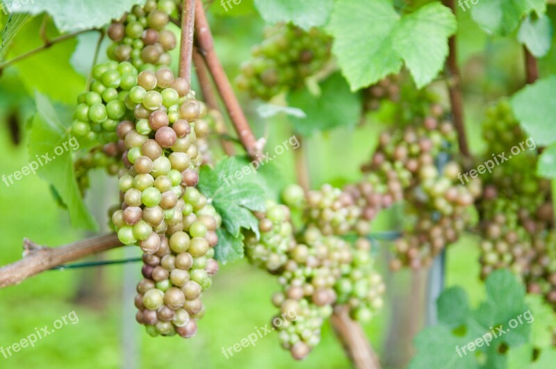 Wine Grape Vine Zurich White Wine