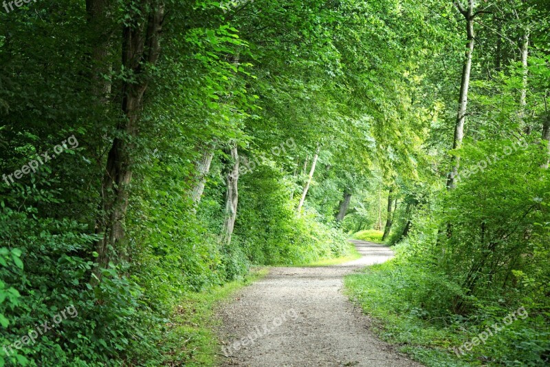 Away Forest Forest Path Nature Trees