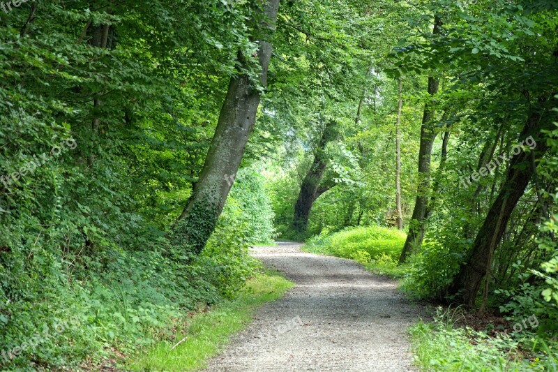 Away Forest Forest Path Nature Trees