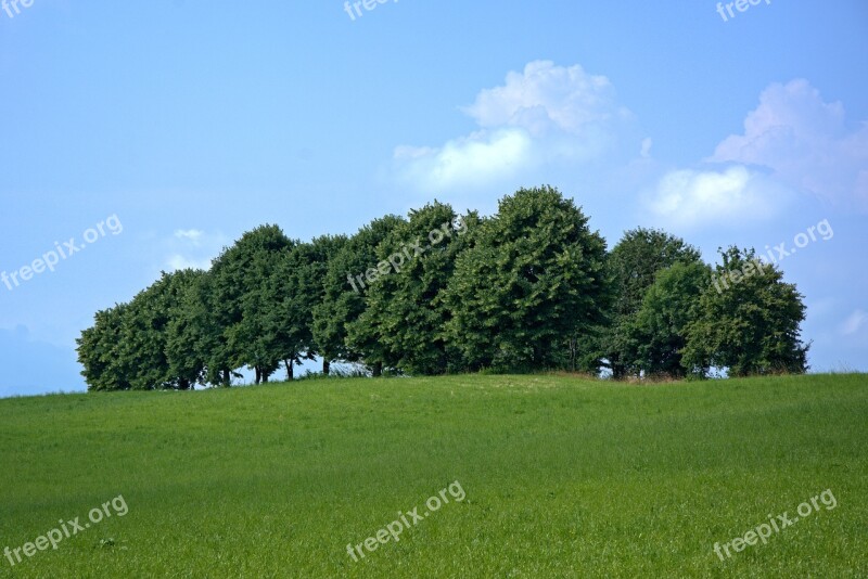 Trees Group Nature Mood Grove Of Trees