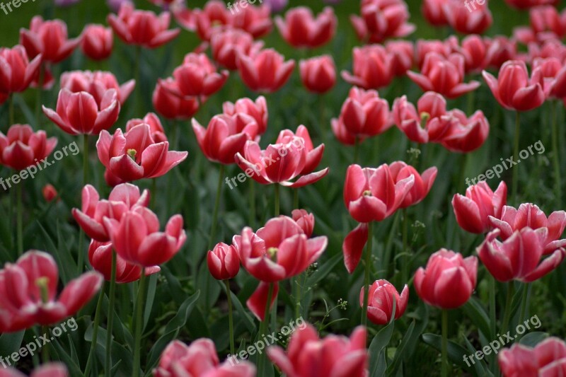 Tulips Flowers Supplies Coloring Spring