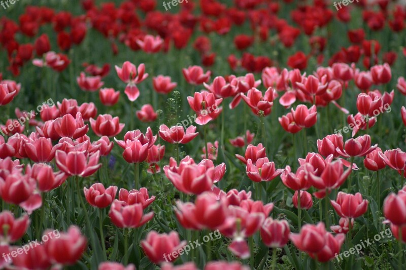 Tulips Flowers Supplies Coloring Spring