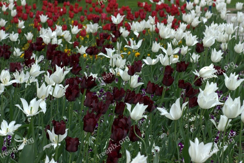 Tulips Flowers Supplies Coloring Spring